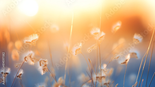 Field Yellow Dandelions Blue Sky HD Background Wallpaper Desktop Wallpaper 