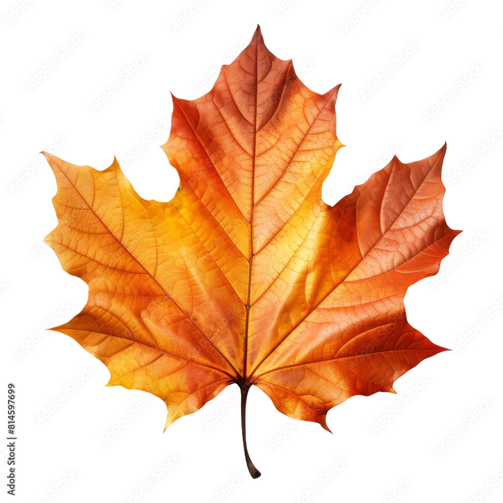 Vibrant autumnthemed PNG image with a dicut style and transparent background. Vibrant autumnthemed PNG image with a dicut style and transparent background.
