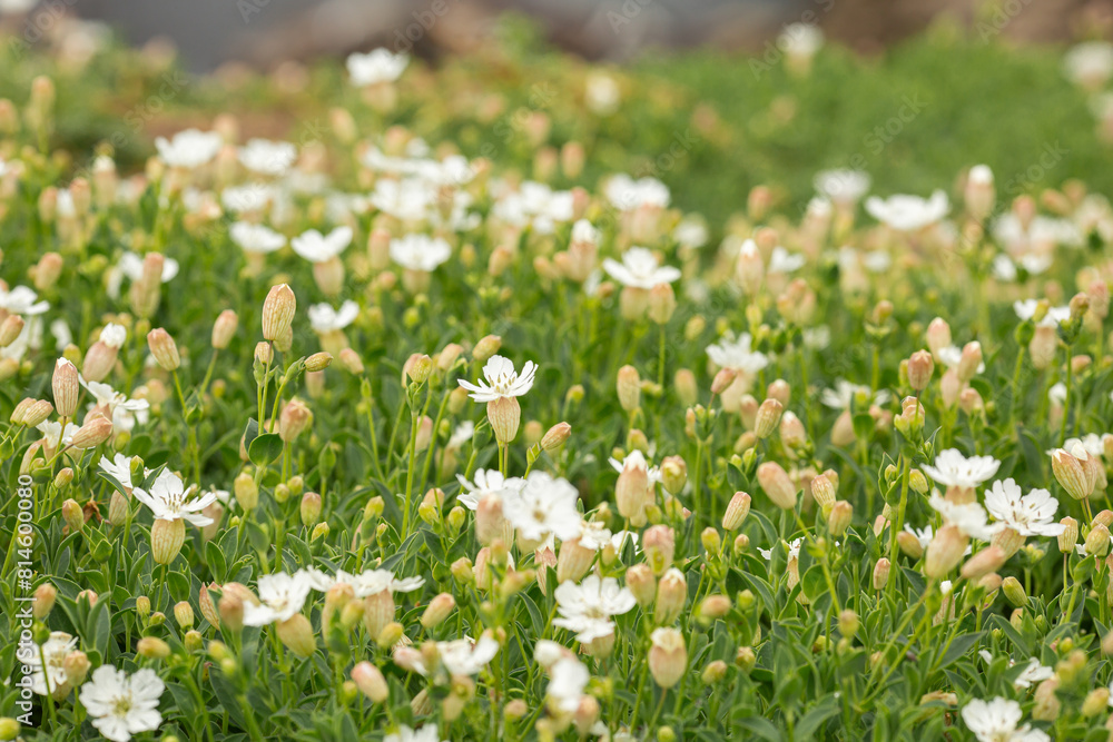 White flowers with green leaves close up on sunny day White flowers with green leaves close up on sunny day