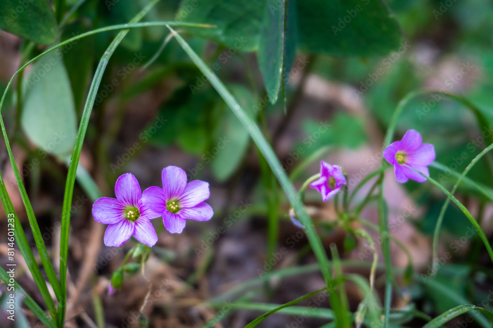Epilobium, or willowherb, flowering herb with pink flowers in Indian garden, Uttarakhand. Medicinal uses. Epilobium, or willowherb, flowering herb with pink flowers in Indian garden, Uttarakhand. Medicinal uses.
