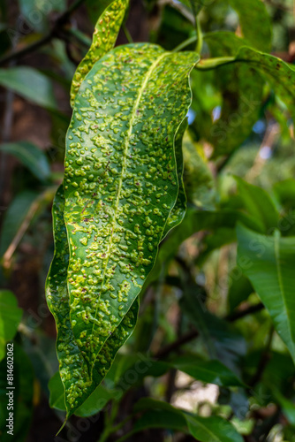 Mango leaves affected with foliar gall of mango, caused by Mango gall midge, tiny flies common in mango-growing regions worldwide. photo