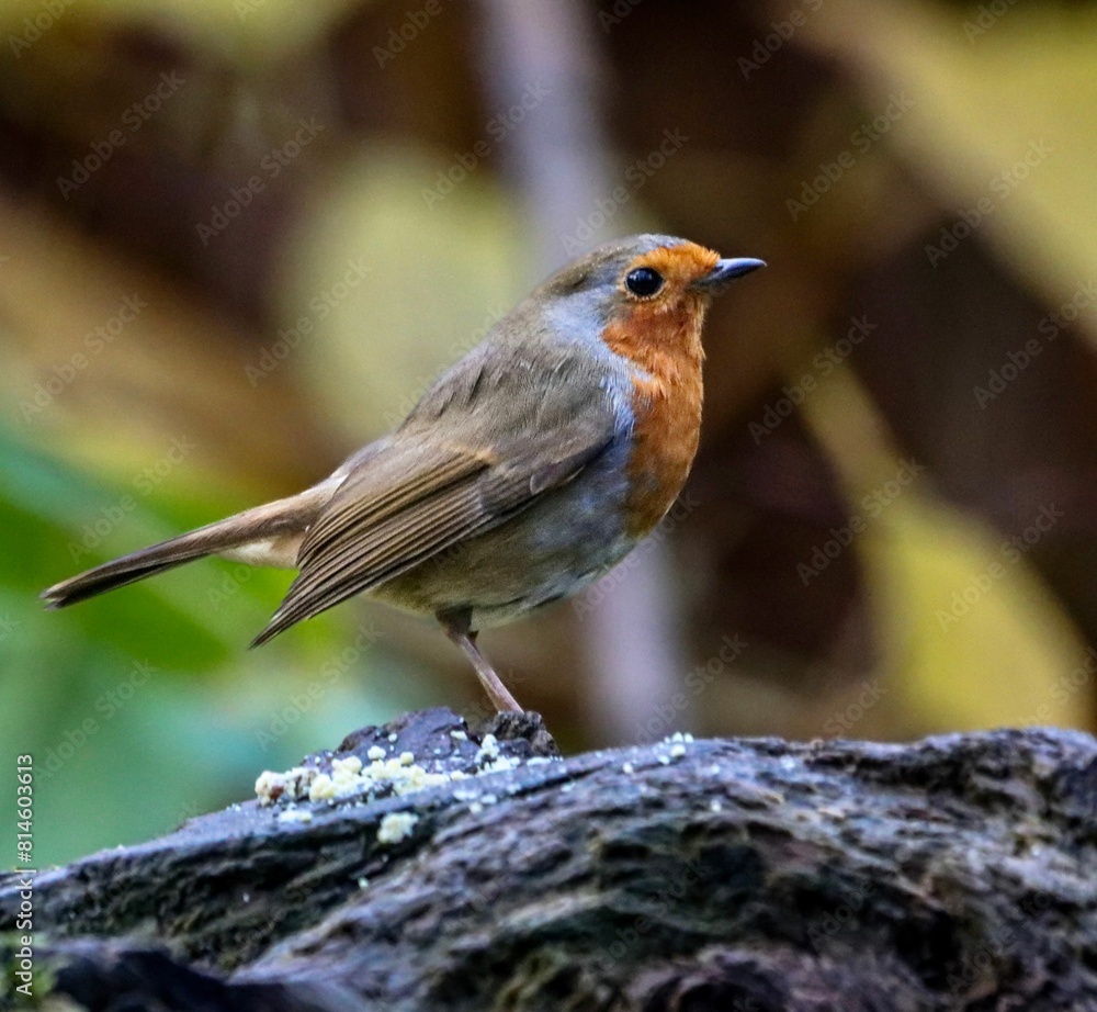 Fototapeta premium a little bird that is standing on top of a rock
