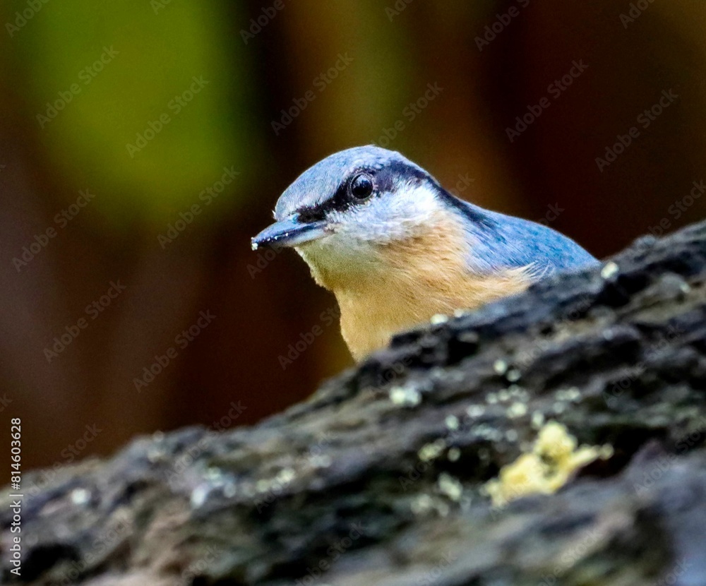 Naklejka premium small blue bird sitting on top of a tree branch with bark