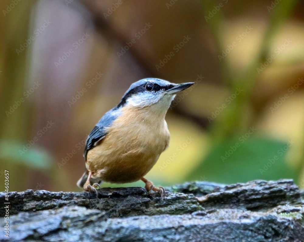 Obraz premium a small bird perched on top of a tree trunk stump