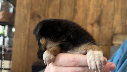 Young happy woman holding on hands black little puppy at home photo