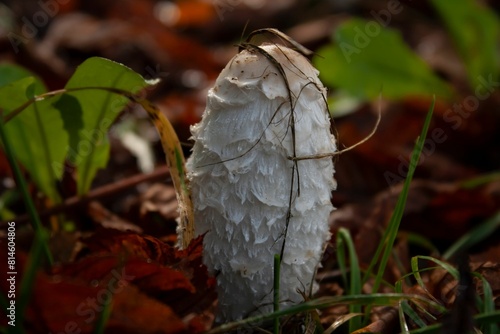 a mushroom covered with white fungus on the ground in leaves