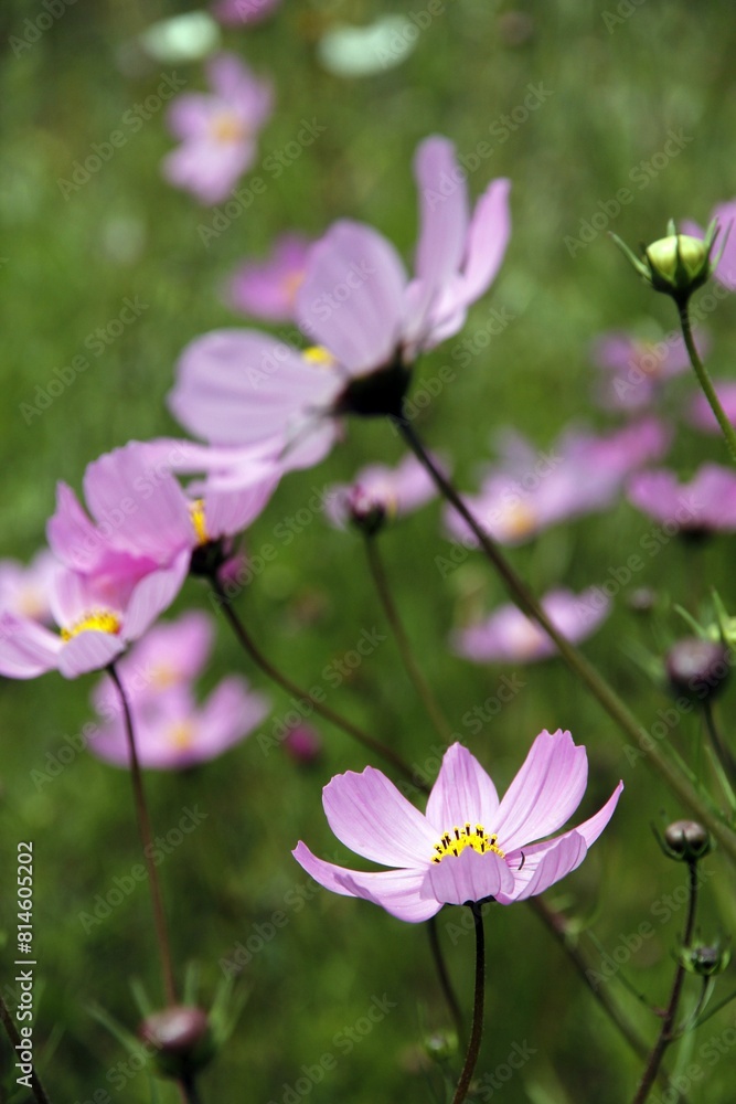 Closeup of purple cosmos flowers in a green field Closeup of purple cosmos flowers in a green field