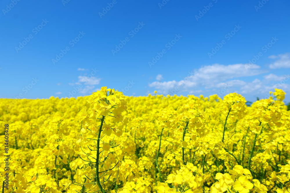 Obraz premium 横浜町の菜の花畑。横浜、青森、日本。５月中旬。