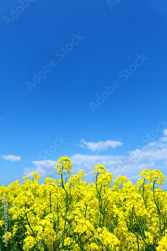 横浜町の菜の花畑。横浜、青森、日本。５月中旬。