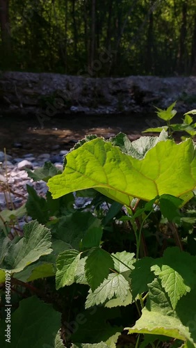 leaves and water