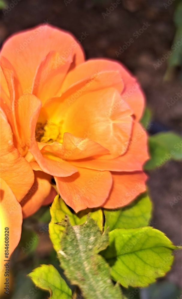 Fototapeta premium orange rose flower
