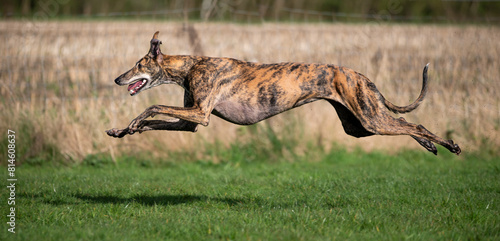 gestromter Windhund rennt im getreckten Galopp über eine Wiese