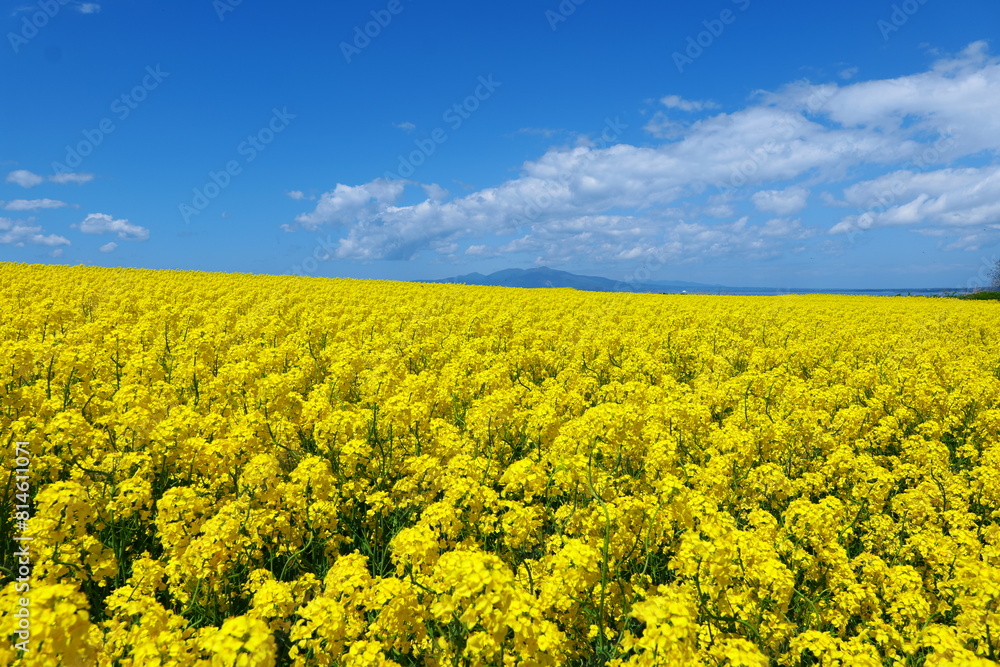 Obraz premium 横浜町の菜の花畑。横浜、青森、日本。５月中旬。
