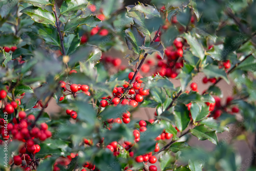 Close-up of bright red berries clustered on wet green leaves, showcasing natural vibrancy and freshness