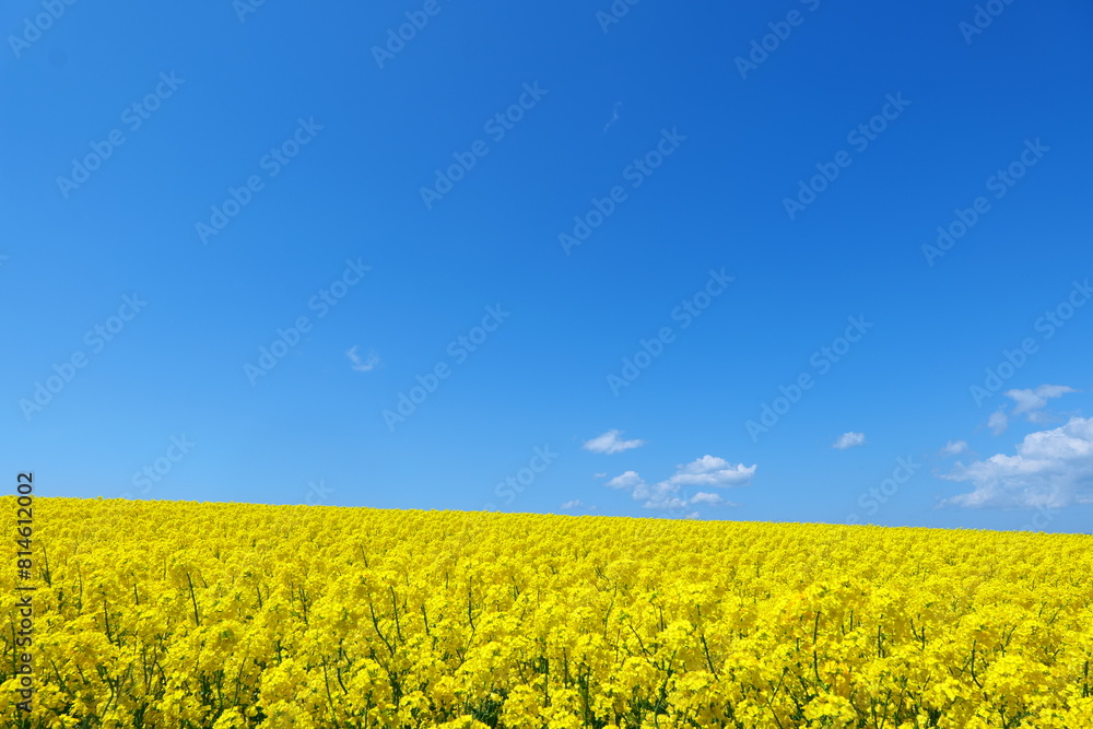 Fototapeta premium 横浜町の菜の花畑。横浜、青森、日本。５月中旬。