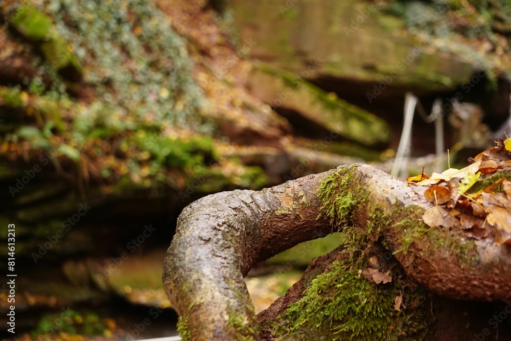 a brown bear on some leaves near water and rocks a brown bear on some leaves near water and rocks