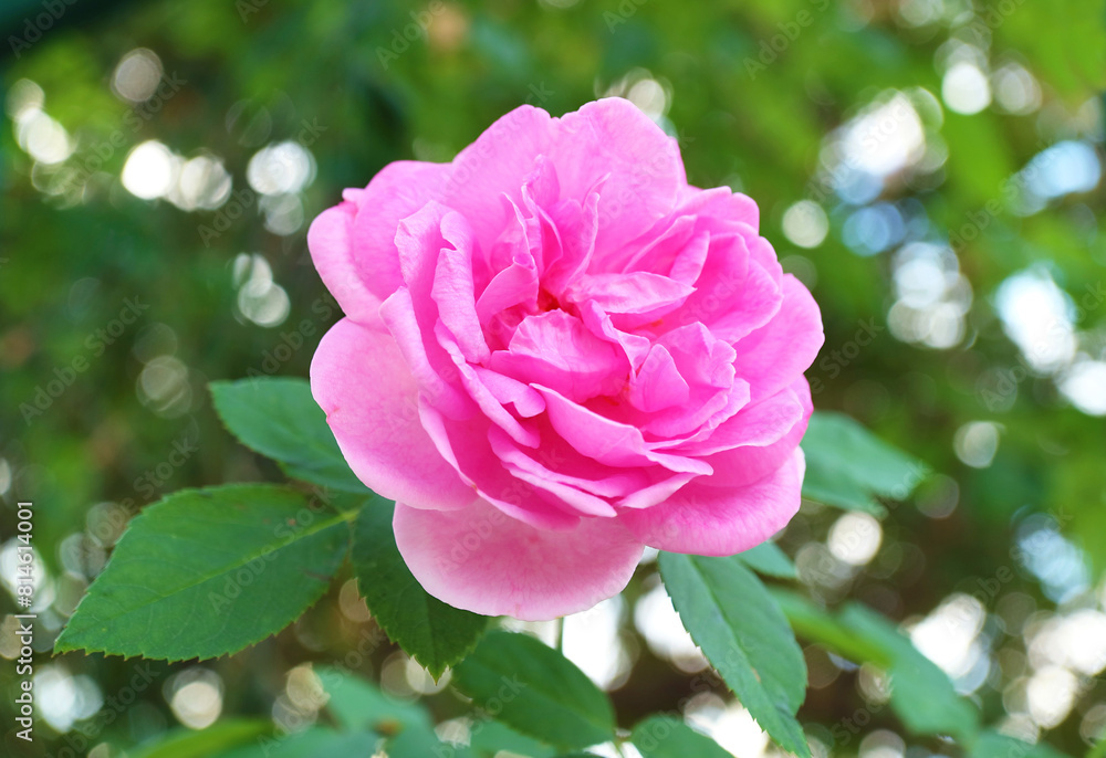 Closeup of a Gorgeous Pink Carefree Wonder Rose Blossoming in the Garden Closeup of a Gorgeous Pink Carefree Wonder Rose Blossoming in the Garden