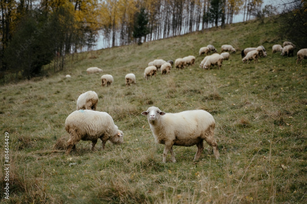 Flock of sheep grazing on a grassy hillside Flock of sheep grazing on a grassy hillside