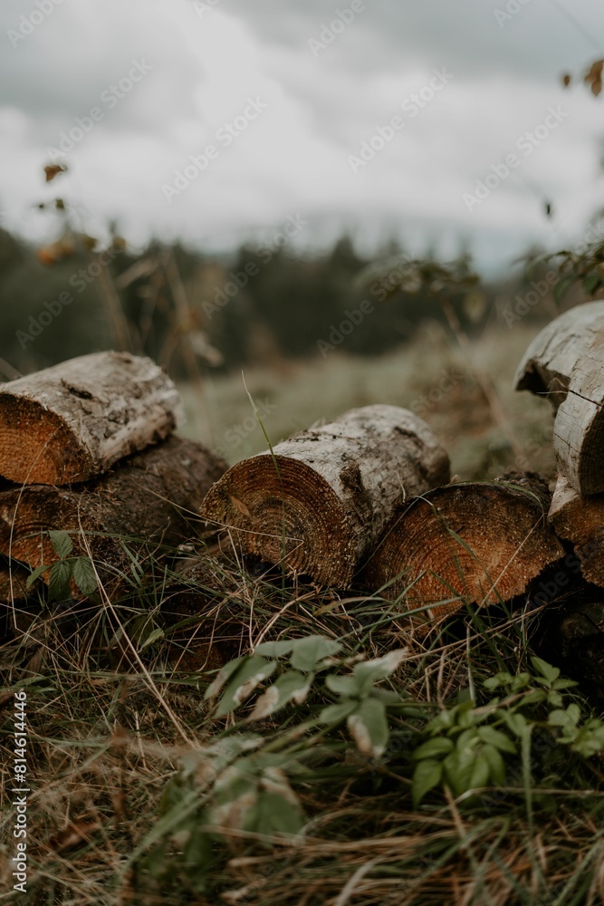 Closeup shot of cut wood logs lying in the grass Closeup shot of cut wood logs lying in the grass