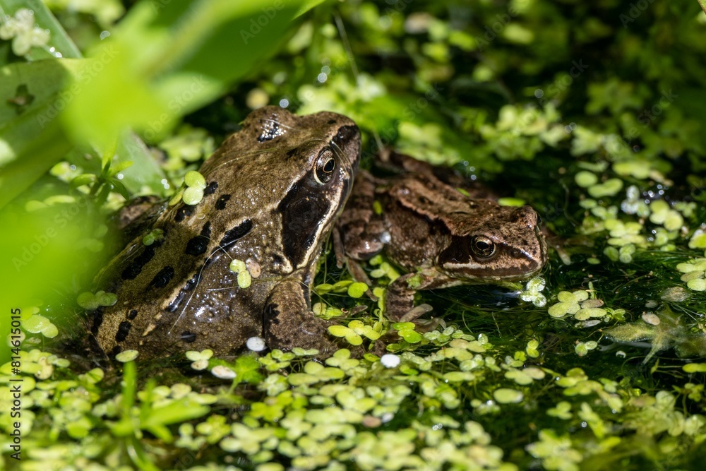 two frogs sitting in the middle of some water plants and flowers two frogs sitting in the middle of some water plants and flowers