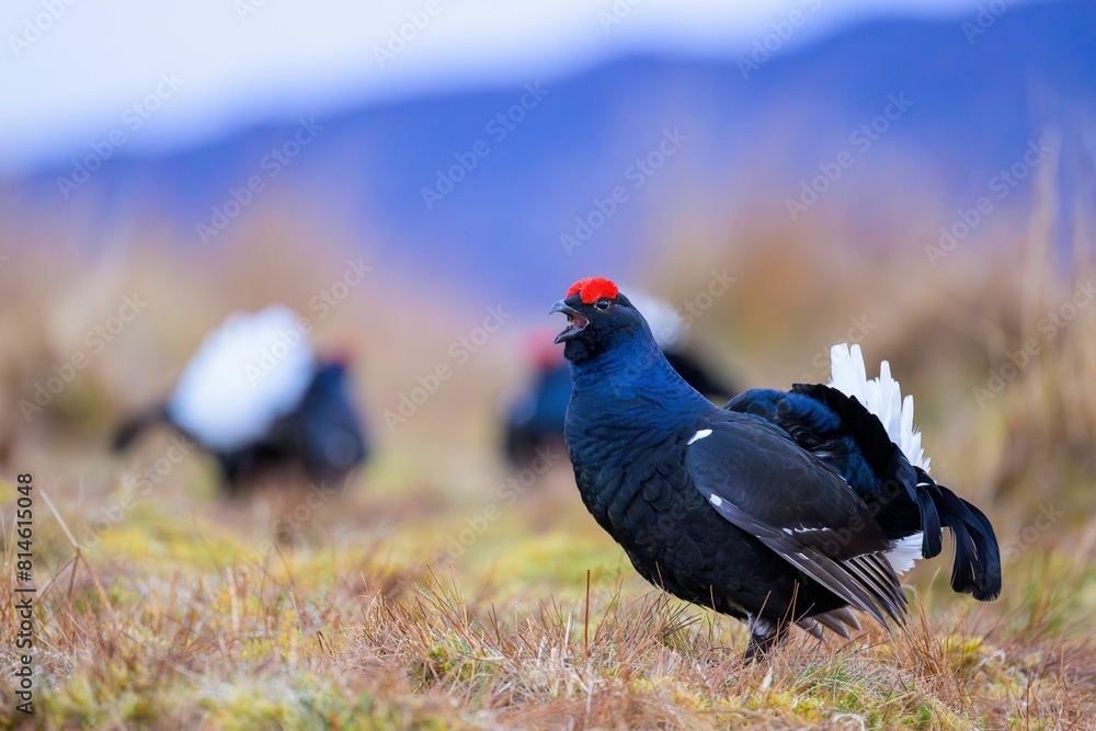 blue birds are standing around in the grass on the ground blue birds are standing around in the grass on the ground