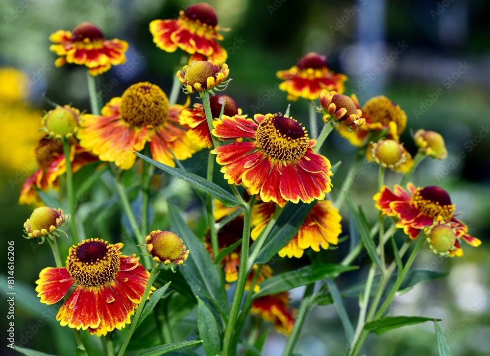 Bouquet of Helenium autumnale 'Salud' flowers set against bright green foliage Bouquet of Helenium autumnale 'Salud' flowers set against bright green foliage