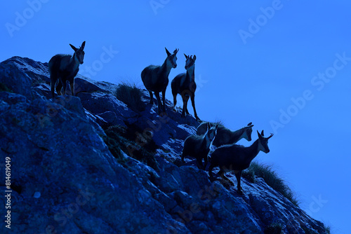 Day to Night Illusion with Chamois in Mountain Terrain photo