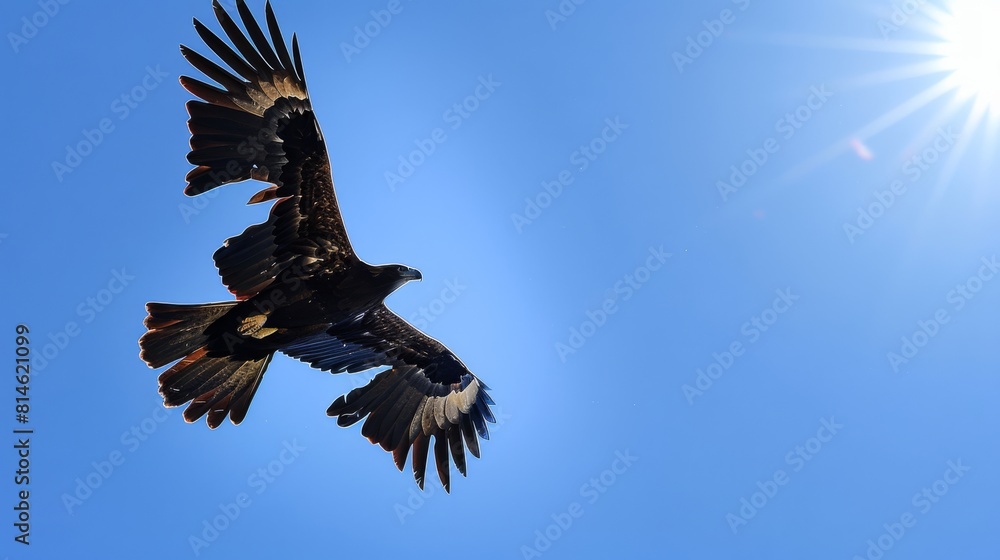 Obraz premium A Wedge-tailed Eagle gracefully soars through a clear blue sky, displaying its majestic wingspan. The bird is the focal point against the vast expanse of the sky.
