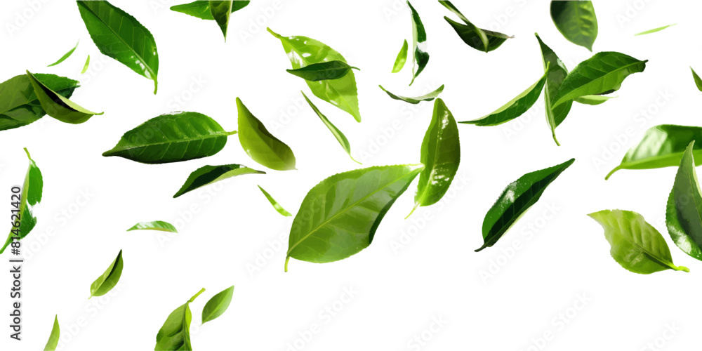 green tea leaves flying on white background green tea leaves flying on white background