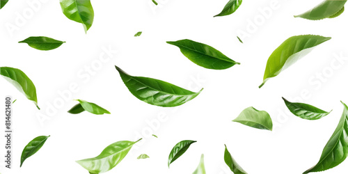 green tea leaves flying on white background