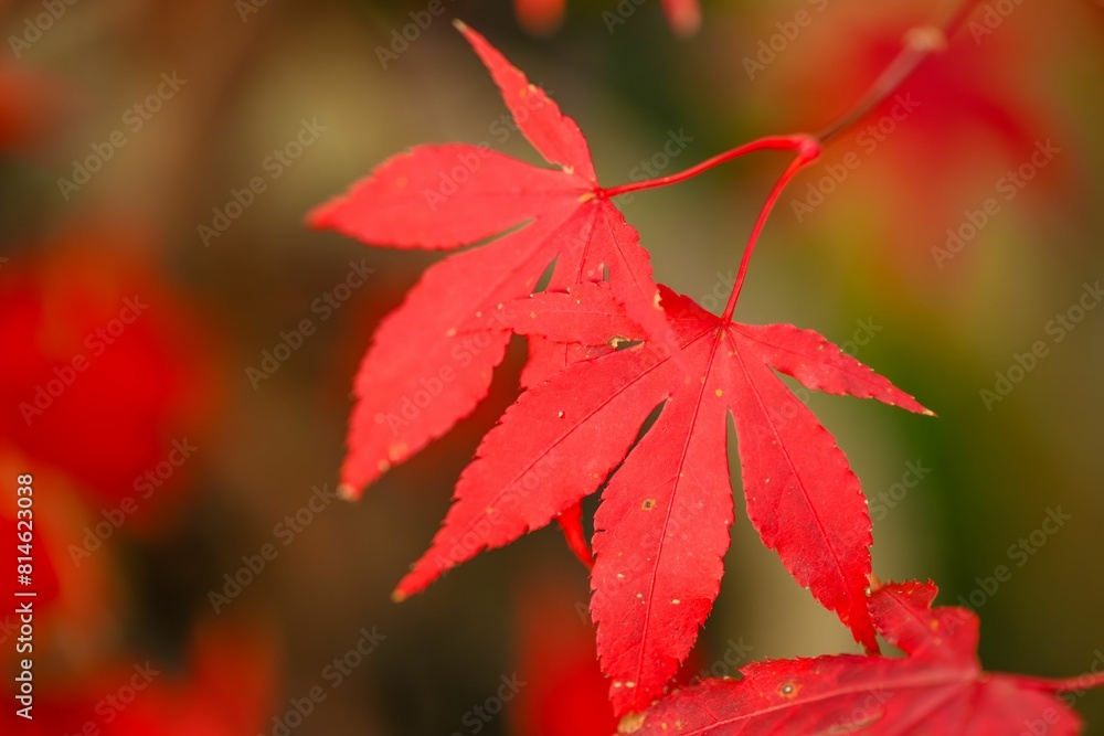 Close-up of a vibrant red leaf on a branch Close-up of a vibrant red leaf on a branch