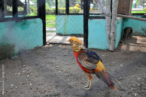 The golden pheasant (Chrysolophus pictus), also known as the Chinese pheasant, and rainbow pheasant, is a gamebird of the order Galliformes (gallinaceous birds) and the family Phasianidae (pheasants). photo