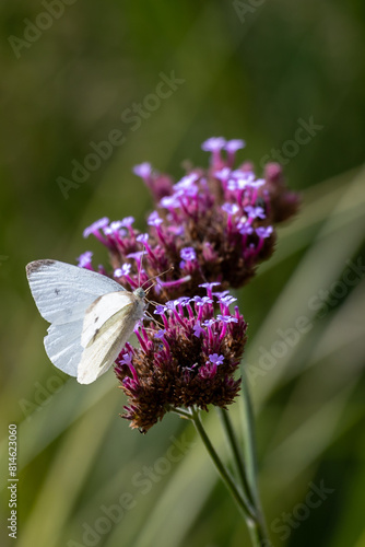 Close-up of blossoms of the Patagonian vervain (verbena bonariensis) with blurry background3
