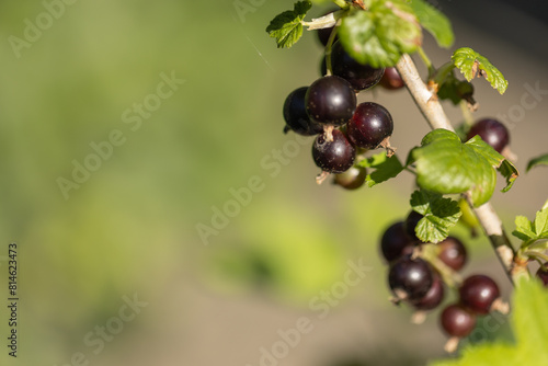 Close-up of black berries of blackcurrant (ribes nigrum)
