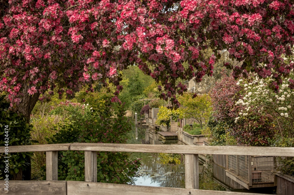 Scenic view of a wooden bridge over blooming trees in a park Scenic view of a wooden bridge over blooming trees in a park