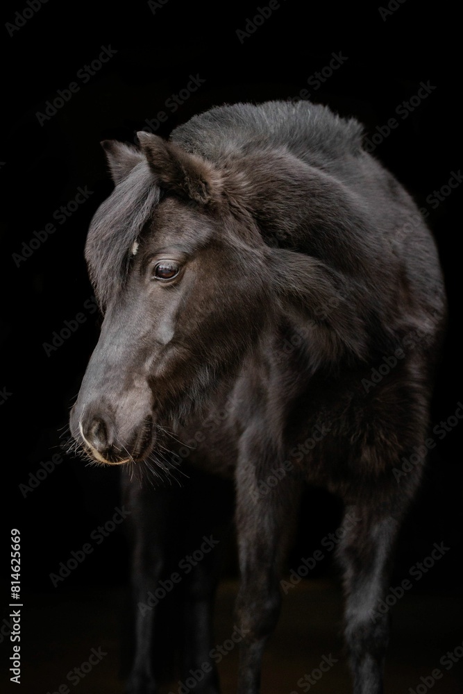 Mare on Black backgroun Mare on Black backgroun