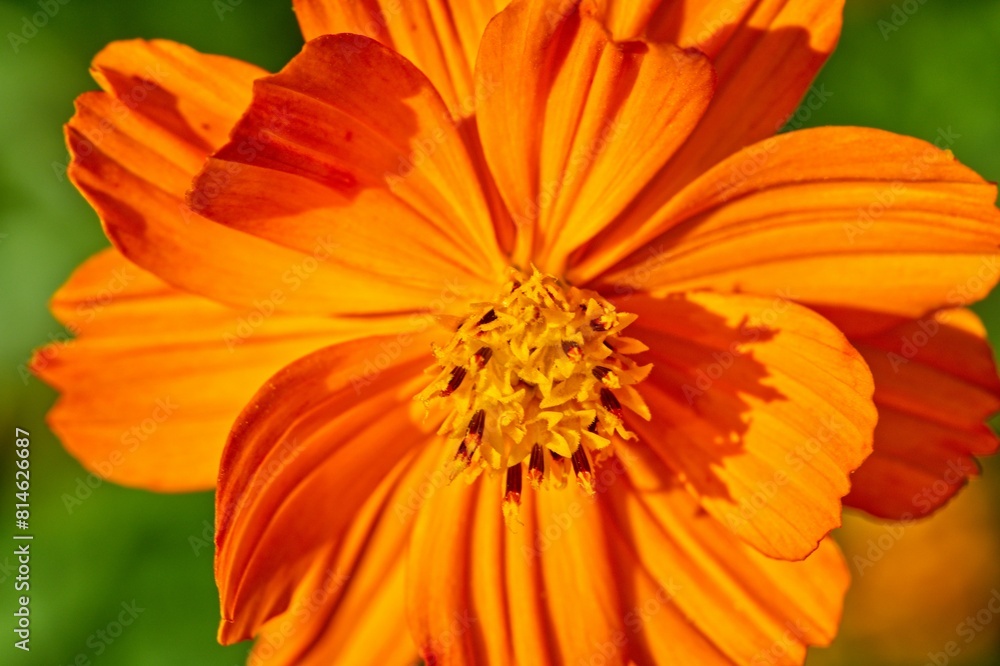 Vibrant shot of an orange Cosmea sulfur-yellow
flower against a lush green backdrop Vibrant shot of an orange Cosmea sulfur-yellow
flower against a lush green backdrop