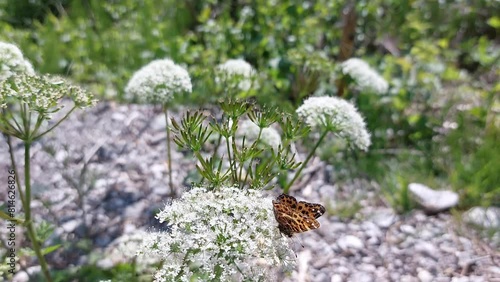 butterfly on a flower