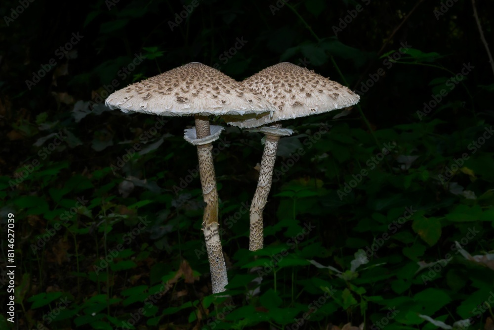Fototapeta premium a group of three mushrooms standing on the ground in the forest