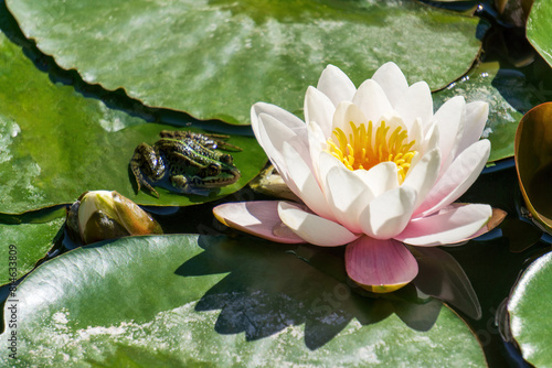 Gently pink water lily flower with a yellow center in a pond on green leaves with a frog