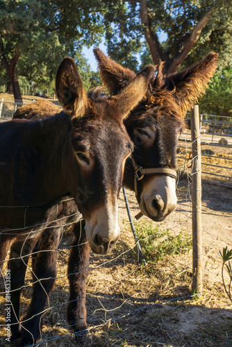 Brown Catalan donkey in a beige bridle with long hair on his ears