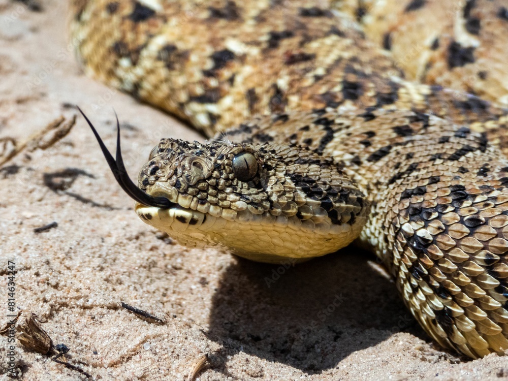 Puff Adder (Bitis arietans), a highly venomous snake from South Africa Puff Adder (Bitis arietans), a highly venomous snake from South Africa