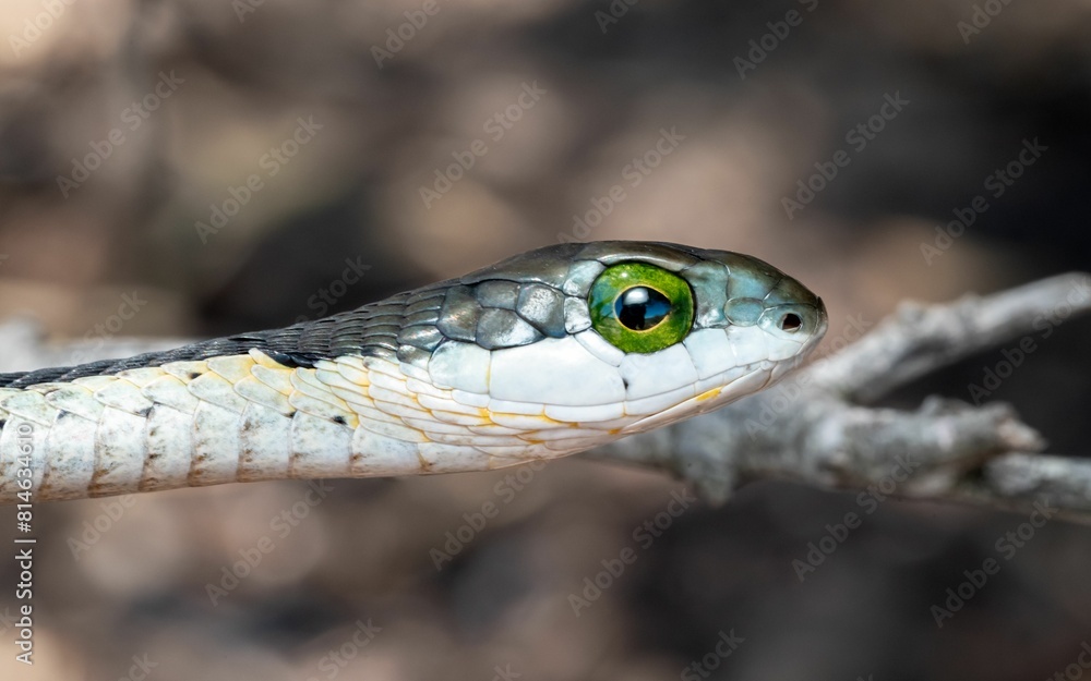 Closeup shot of Boomslang (Dispholidus typus), a highly venomous snake from South Africa Closeup shot of Boomslang (Dispholidus typus), a highly venomous snake from South Africa