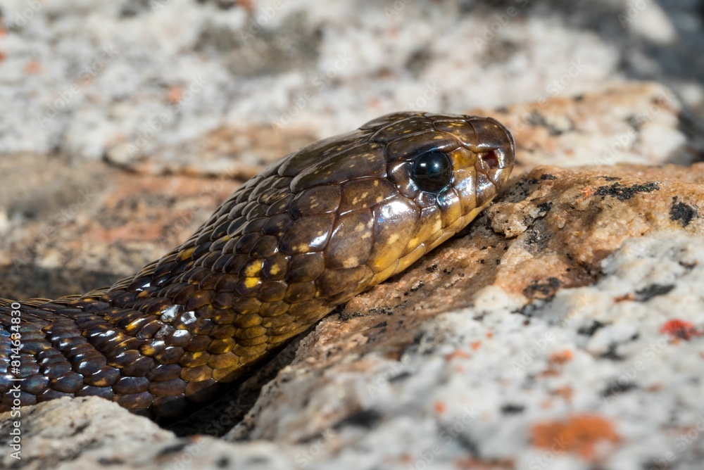 Closeup shot of a Cape Cobra (Naja nivea), a highly venomous snake from South Africa Closeup shot of a Cape Cobra (Naja nivea), a highly venomous snake from South Africa