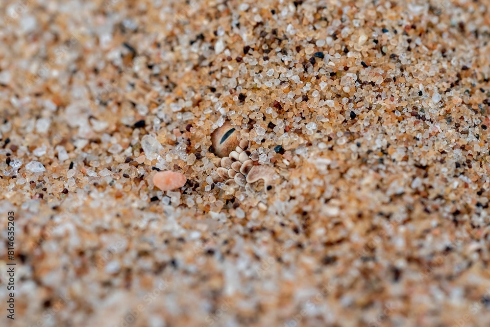 Stunning image of a sandy beach, scattered with small seashells Stunning image of a sandy beach, scattered with small seashells
