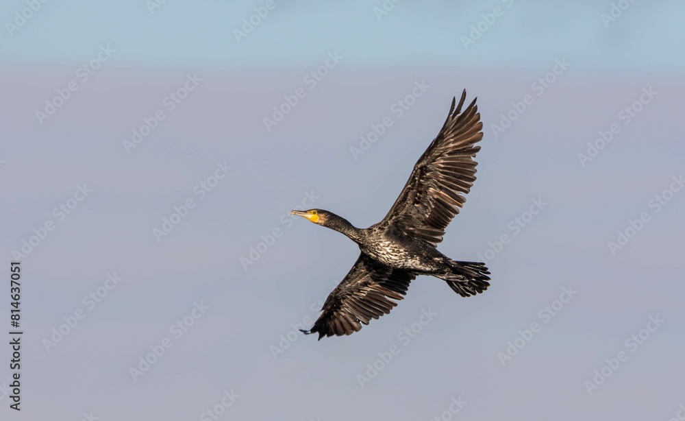 Black Great Cormorant soaring through the sky at a fast speed Black Great Cormorant soaring through the sky at a fast speed
