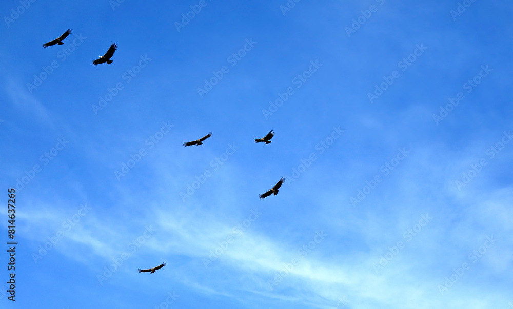 Flock of Andean Condors flying over the Colca canyon in Arequipa region of Peru, South America Flock of Andean Condors flying over the Colca canyon in Arequipa region of Peru, South America