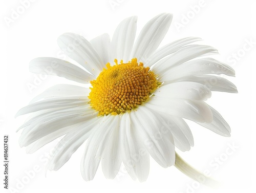 Daisy A cheerful daisy  showing off its simple and pure form  with white petals radiating from a sunny center  isolated on white background.