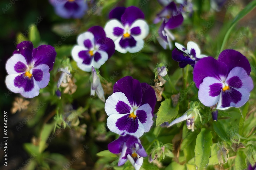 Closeup of pansy violets in a garden Closeup of pansy violets in a garden