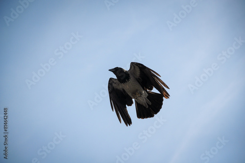 Obraz na plátne crow maneuvering in the sky